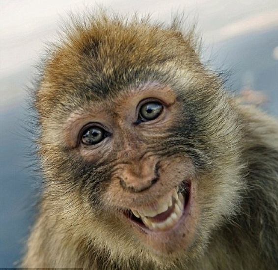 Monkey
